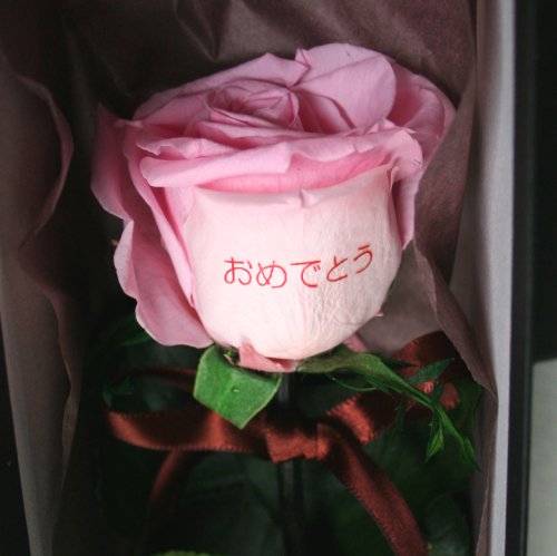 メッセージローズ (Preserved Rose) エモーション~恋のミサイル~ピンク 【あおめでとう】 22205