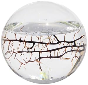 EcoSphere Closed Aquatic Ecosystem, Small Sphere EcoSphere Closed Aquatic Ecosystem, Small Sphere