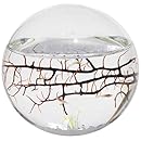 EcoSphere Closed Aquatic Ecosystem, Small Sphere