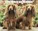 dachshund13 - Longhair Dachshund 2010 Calendar Just