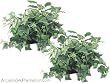 TWO 18" Hosta/spider Plant/ivy w/ Basket