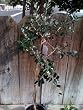 Pineapple Guava Topiary Five Gallon Plant Pineapple Guava Topiary Five Gallon Plant