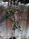 Pineapple Guava Topiary Five Gallon Plant