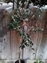 Pineapple Guava Topiary Five Gallon Plant