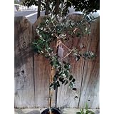 Pineapple Guava Topiary Five Gallon Plant