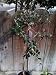 Pineapple Guava Topiary Five Gallon Plant