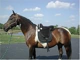 Premium Black Leather Treeless Saddle By Sydney Saddleworks 