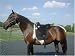 Sydney Saddleworks