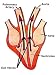 Ventricular Emptying Cardiac Cycle Photographic Poster Print, 12x16