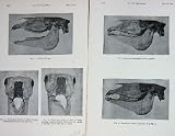 1900 Antique Print Bones Teeth Horse Skull Jaw Anatomy