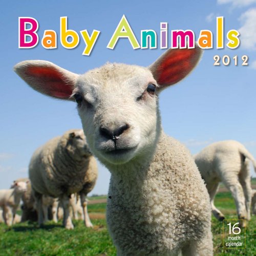 2012 Baby  Animals Wall calendar