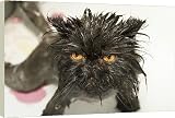 Canvas Prints of Black CAT - Wet, just washed, close up from Ardea Wildlife Pets