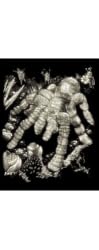 Glow in the Dark Engraving Tarantula