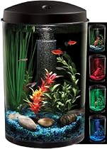 freshwater aquarium fish
