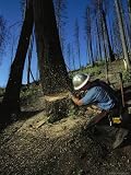 Man Uses a Chain Saw to Cut Down a Burnt Tree Photographic Poster Print by Raymond Gehman, 30x40