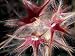 Histological Botany: Splinted Clover Flower, from the Leguminosae Family Photographic...
