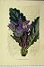 Mandragora Autumnalis Flowers C1853 Horto Houtteano