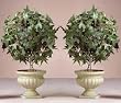2 New Ivy Topiary Plants Flowers Decorations in Pot