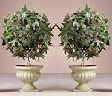 2 New Ivy Topiary Plants Flowers Decorations in Pot