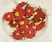 Holiday Celebration Poinsettia 12-Pack