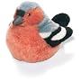 RSPB Chaffinch