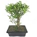 Japanese Pepper Bonsai Tree in 18cm Pot