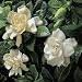 Close-Up of Cape Jasmine Flowers (Gardenia Jasminoides) Floral & Botanical Photographic Poster Print by G. Cigolini, 16x16