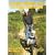 All-Terrain Pushchair Walks: North York Moors