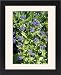 Framed Prints of APP-4102 Blue Pimpernel from Ardea Wildlife Pets