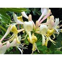 Hardy Favorite Hall's Honeysuckle Lonceria japonica Live Plant