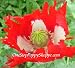 51cj9mQTKsL. SL75  Papaver Somniferum