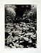 1922 Print Bridge Japanese Lotus Pond Plant Garden Park Koen Marsh Aquatic Plant - Original Halftone Print