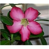 Seedeo W�stenrose  (Adenium obesum) 8 Samenvon "Seedeo"