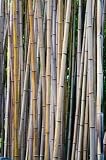 Bamboo - 36