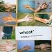 Wheat-Per Second Per Second Per Second Every Second