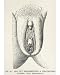 10x8 Photograph (25x20cm) CIRCUMCISION 1775 by Mary Evans