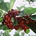 Fresh Bing Cherries by ChefShop
