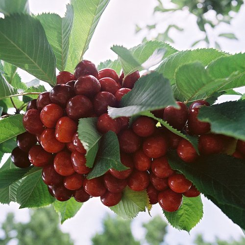 Fresh Bing Cherries