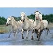 Horses on Camargue Jigsaw Puzzle 1000pc