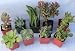 9 Misc Succulents