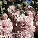 Plug Plants: Perennials: Pack of 6. Hollyhock (Alcea) Appleblossom