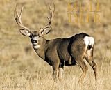Mule Deer 2010 Wall Calendar 13" x 10.5"