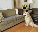 Scat Mat Electronic Pet Training Mat, Sofa 60" x 12"