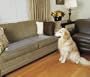 PetSafe 60-By-12-Inch ScatMat Electronic Pet Training Mat, Sofa,  SKM-C471