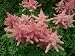 Astilbe Chinensis - 24