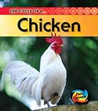 Life cycle of a ... chicken