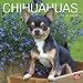 Chihuahuas 2010 Wall