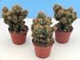 Curiosity Cactus - Cereus peruvianus monstrosa major