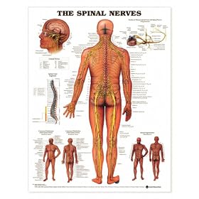 Spinal Nerves Anatomical Chart Plastic Styrene