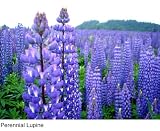 Blue Lupine Wildflower Seed- 5# Full Pound, Lupinus Perennis- Covers 3 Acres!